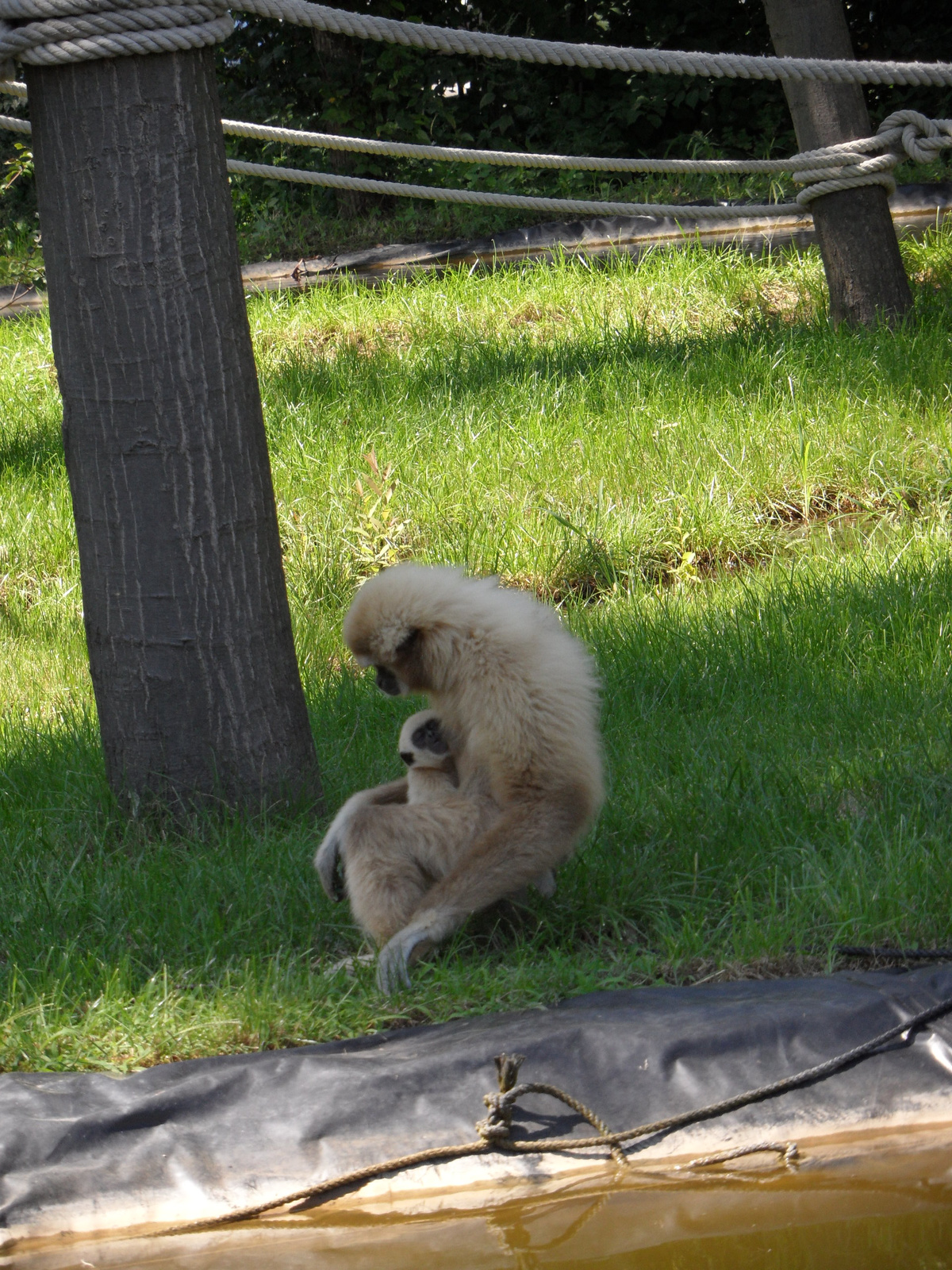 Fehér kezű gibbon (7)