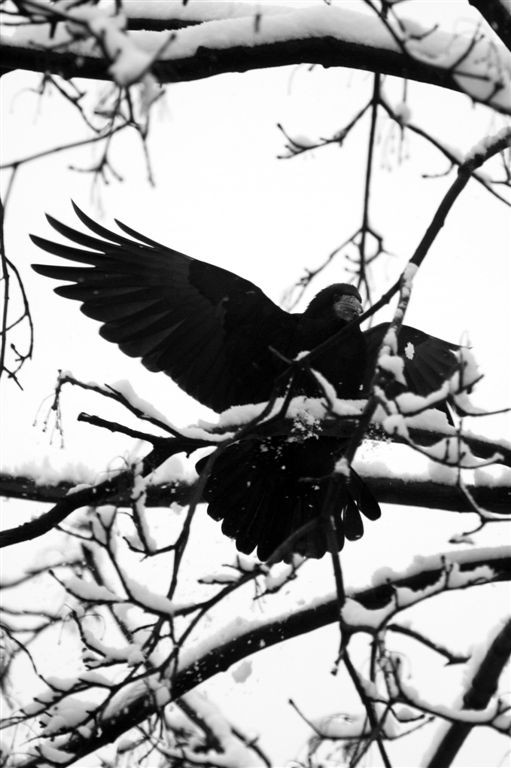 Fekete varjú a havas ágak között