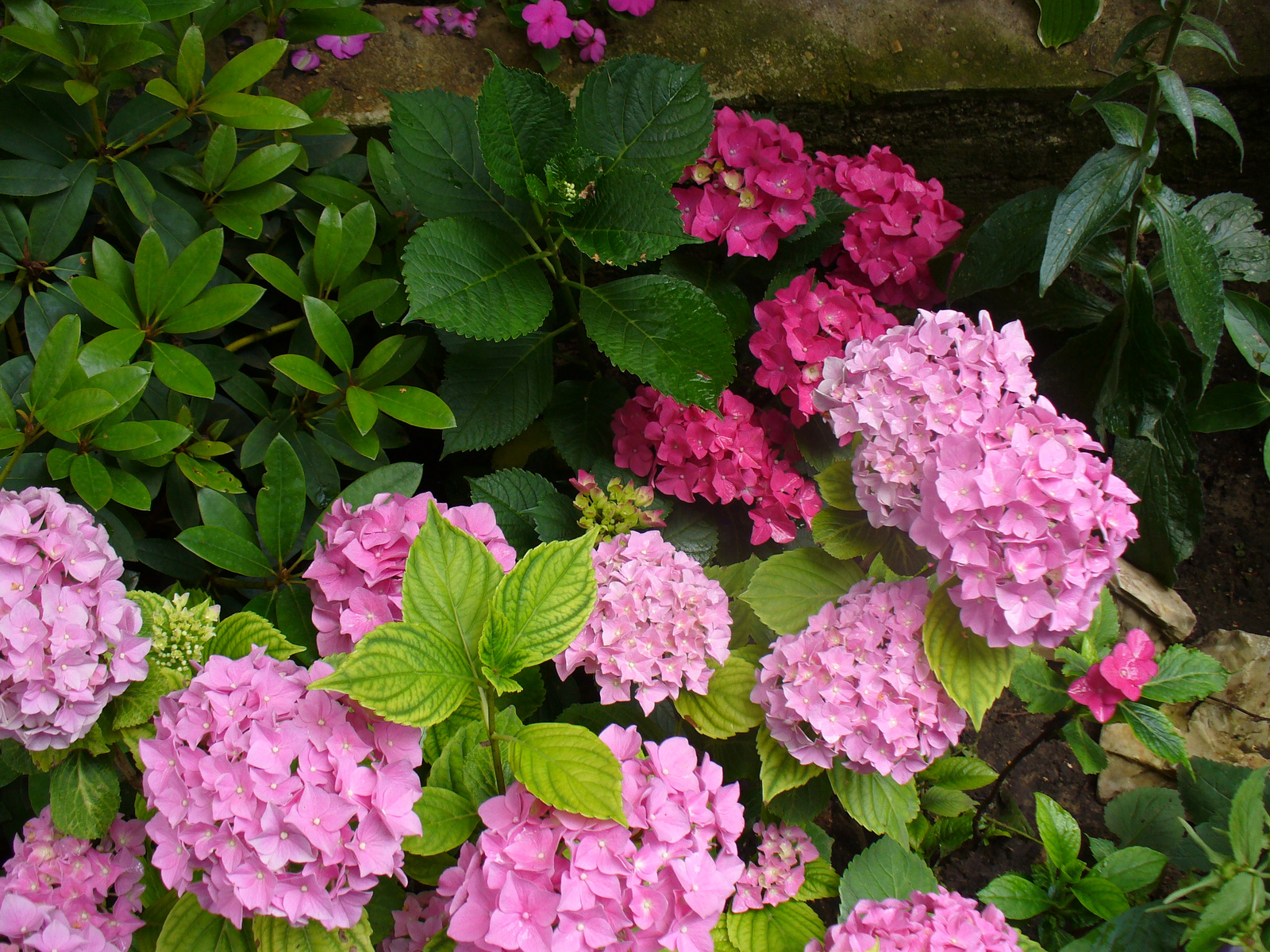 Hydrangea macrophylla