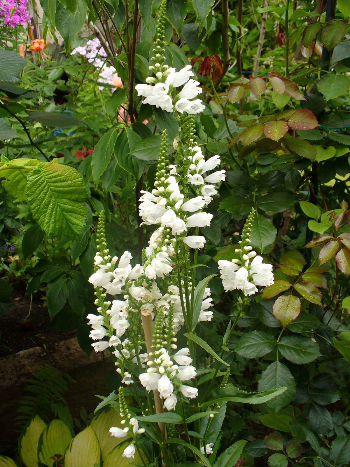 Physostegia virginiana