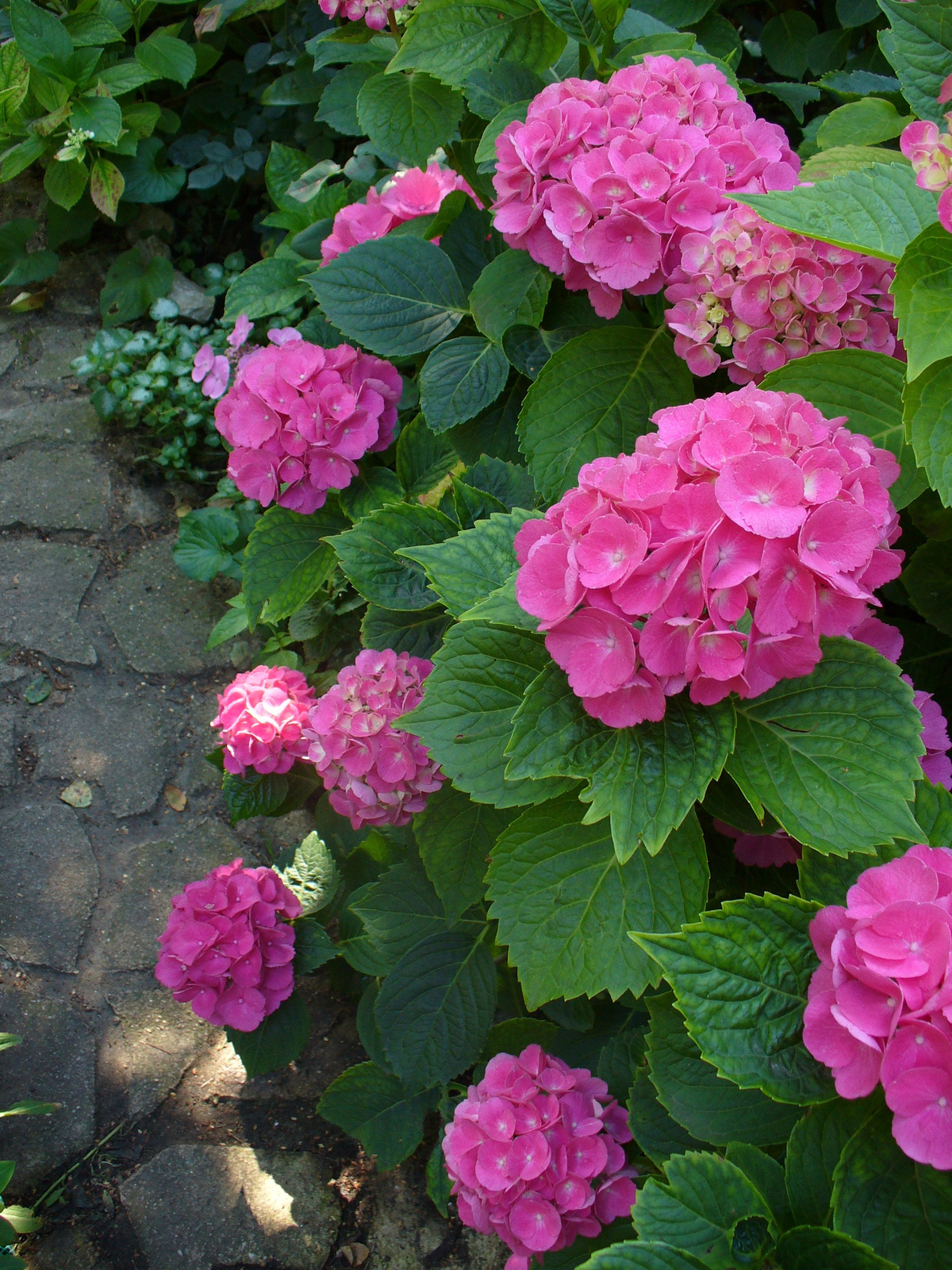 Hydrangea macrophylla 'Schöne Bautzerin'