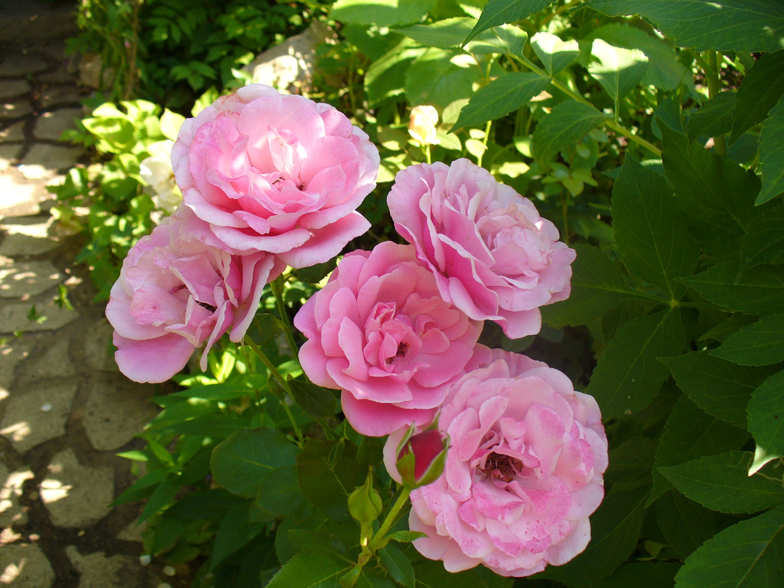 Rosa 'Márkó'