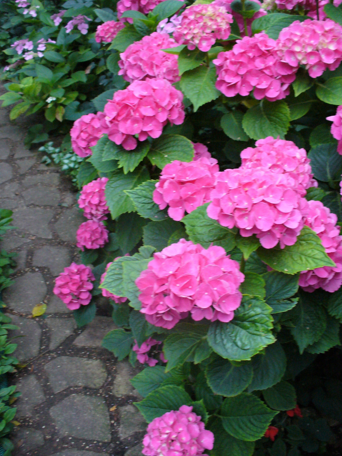 Hydrangea macrophylla 'Schöne Bautzerin'