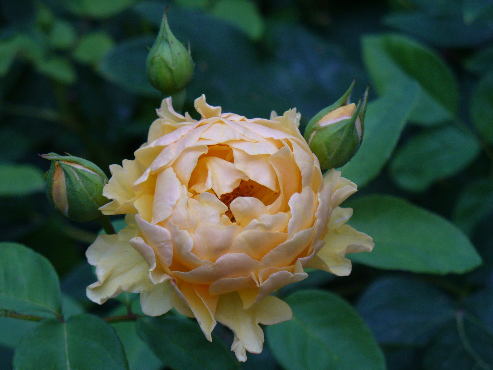 Rosa 'Nobility'