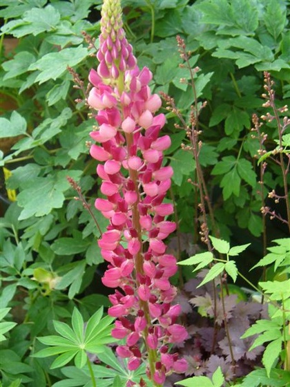 Lupinus