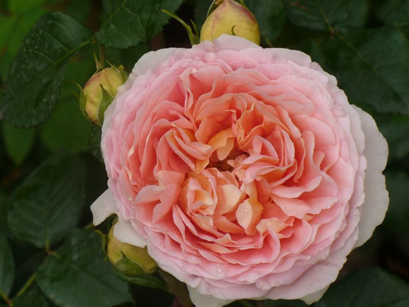 Rosa 'Abraham Darby'