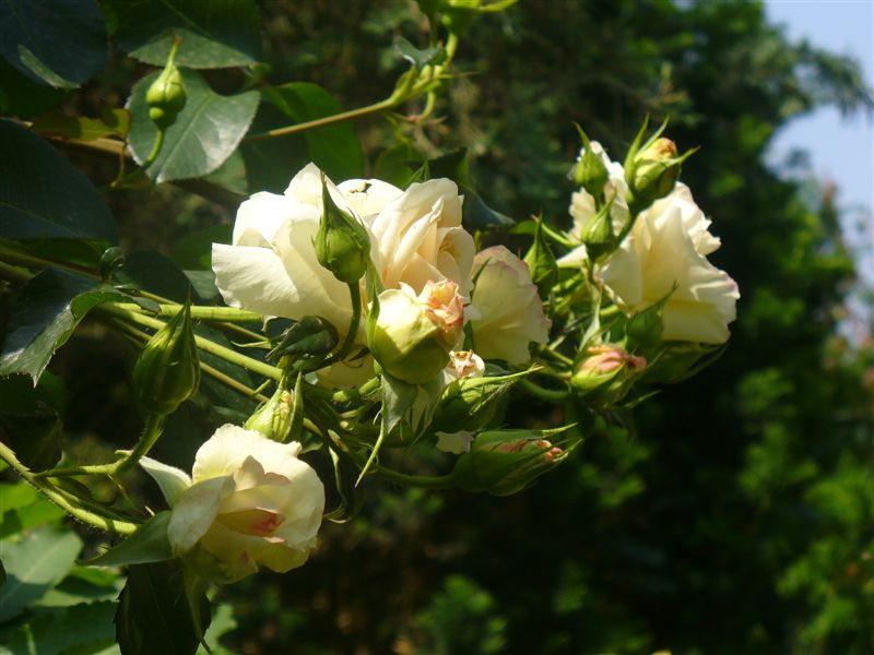 Rosa 'Schneewalzer'