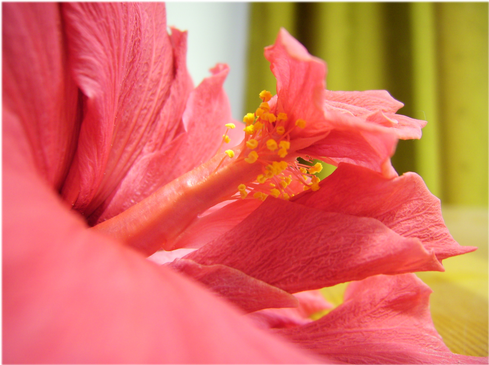 Hibiszkusz