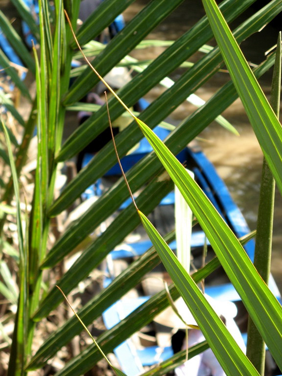 MEKONG DELTA