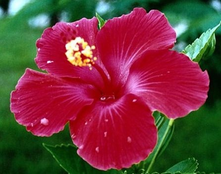 hibiscus fuscia 689438 34961 n