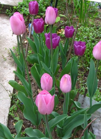 tulipán színek
