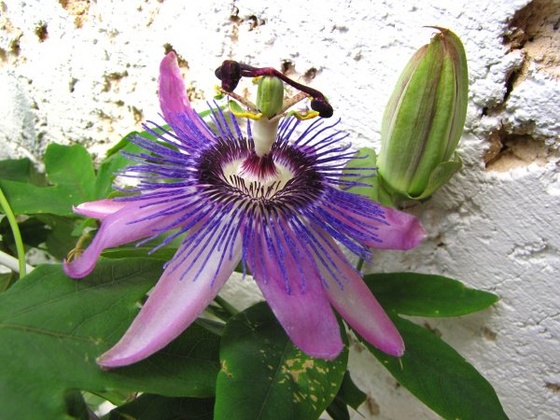 passiflora ametiszt