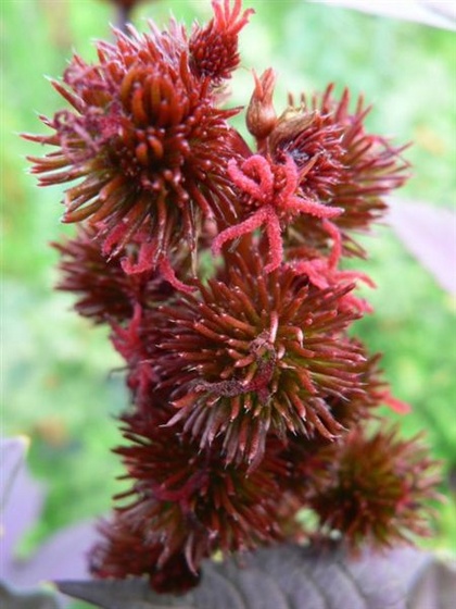 ricinus lányvirág