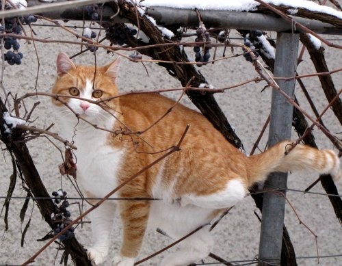 macska kerítésen