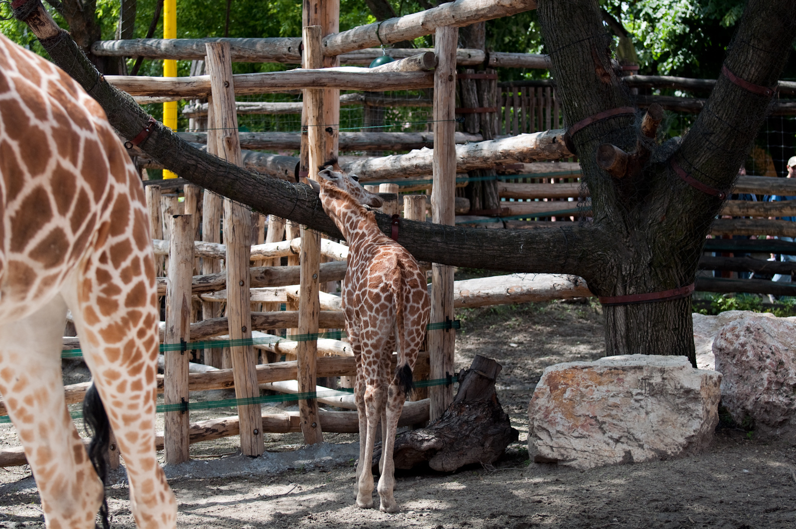 zoo2010-0084