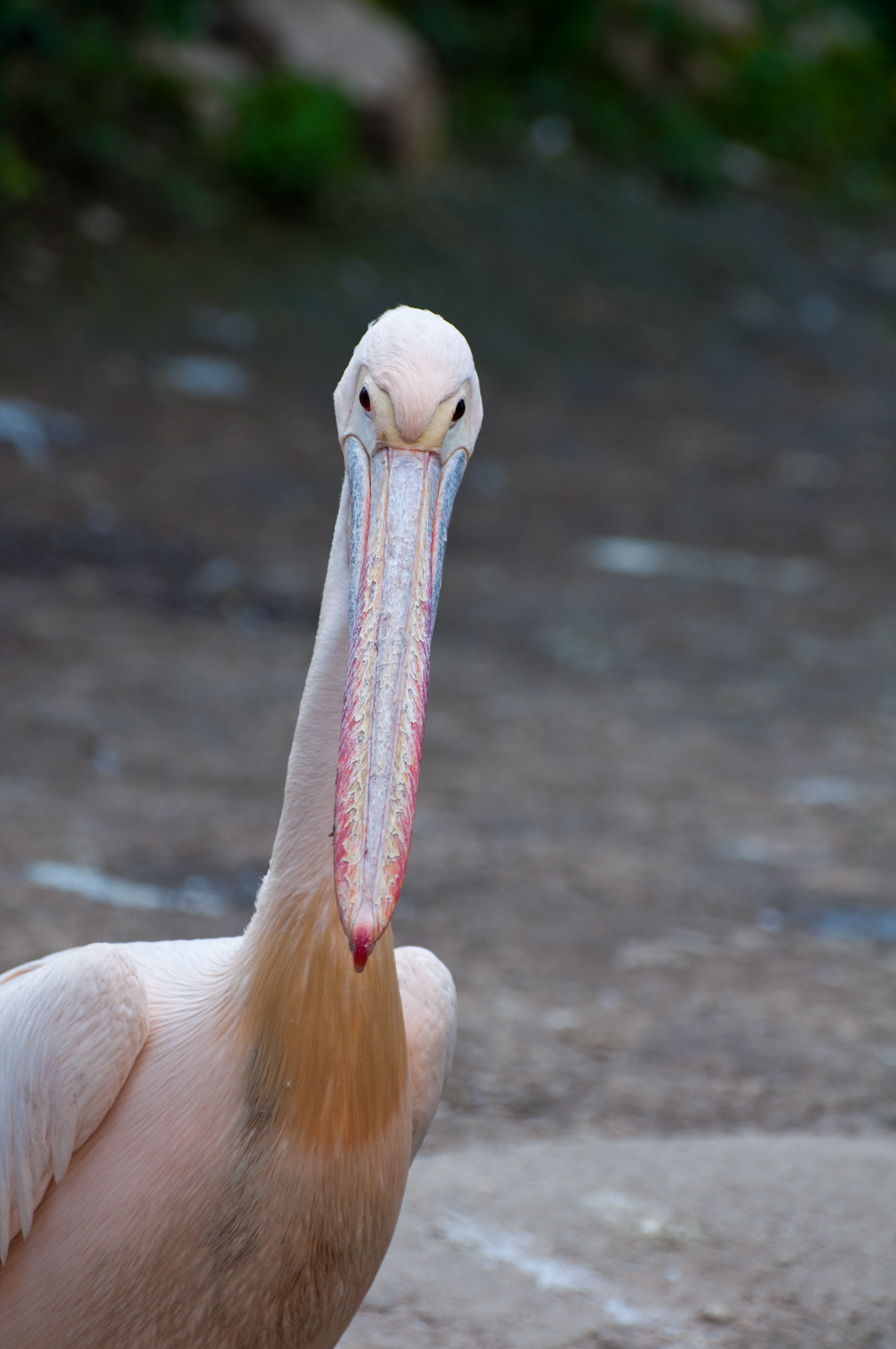 zoo2010-0098