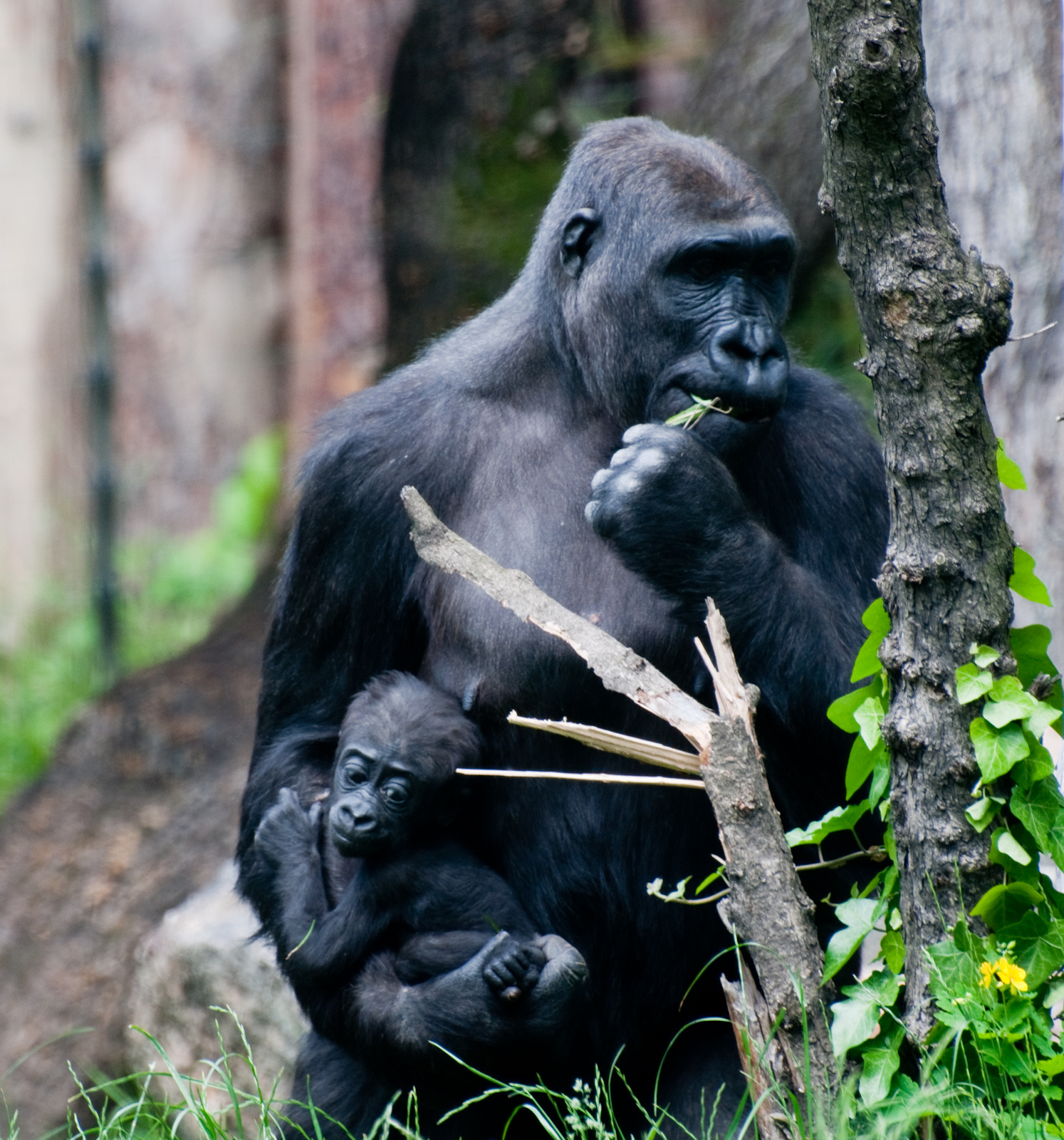 zoo2010-0178