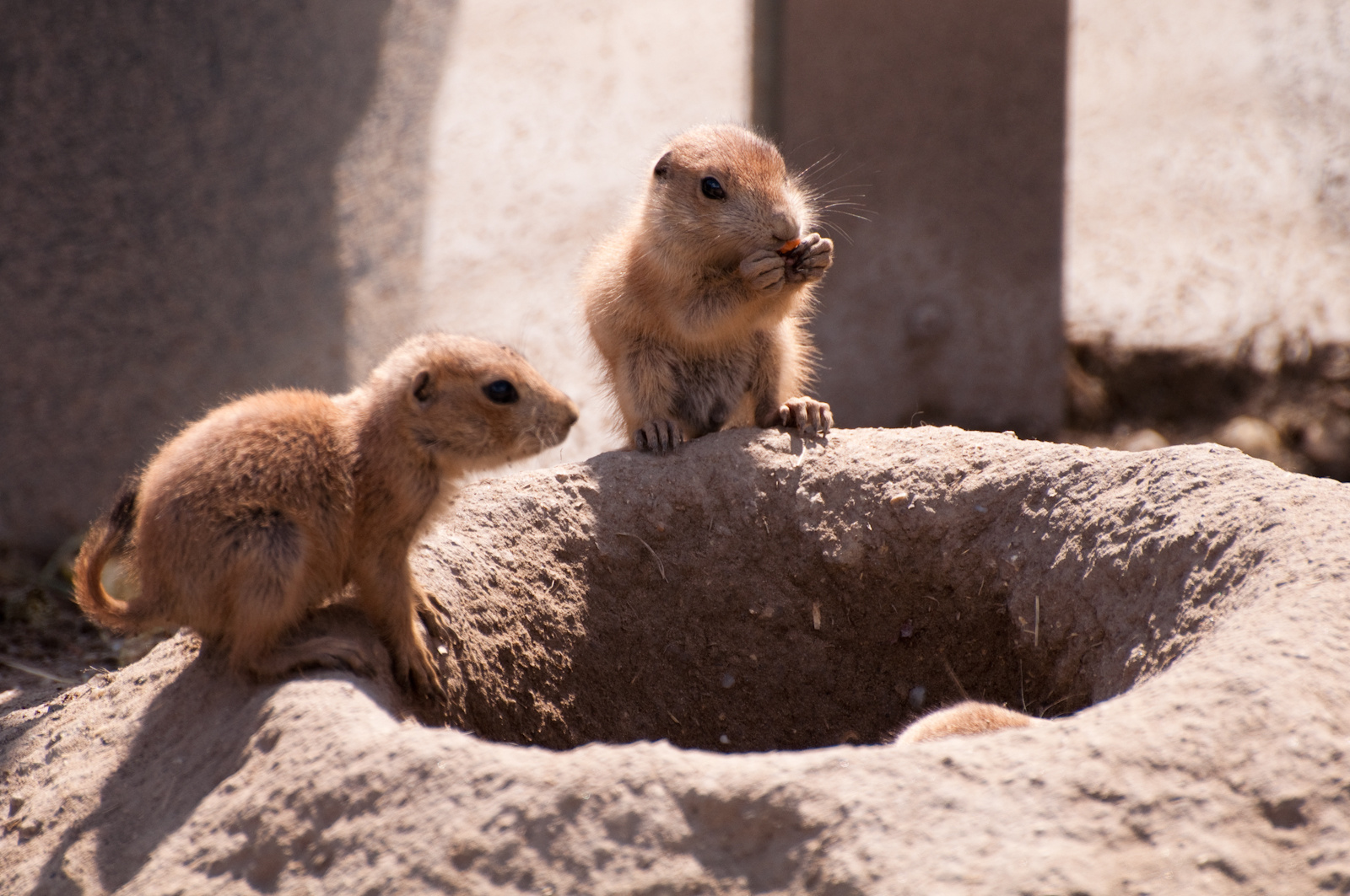 zoo2010-0271