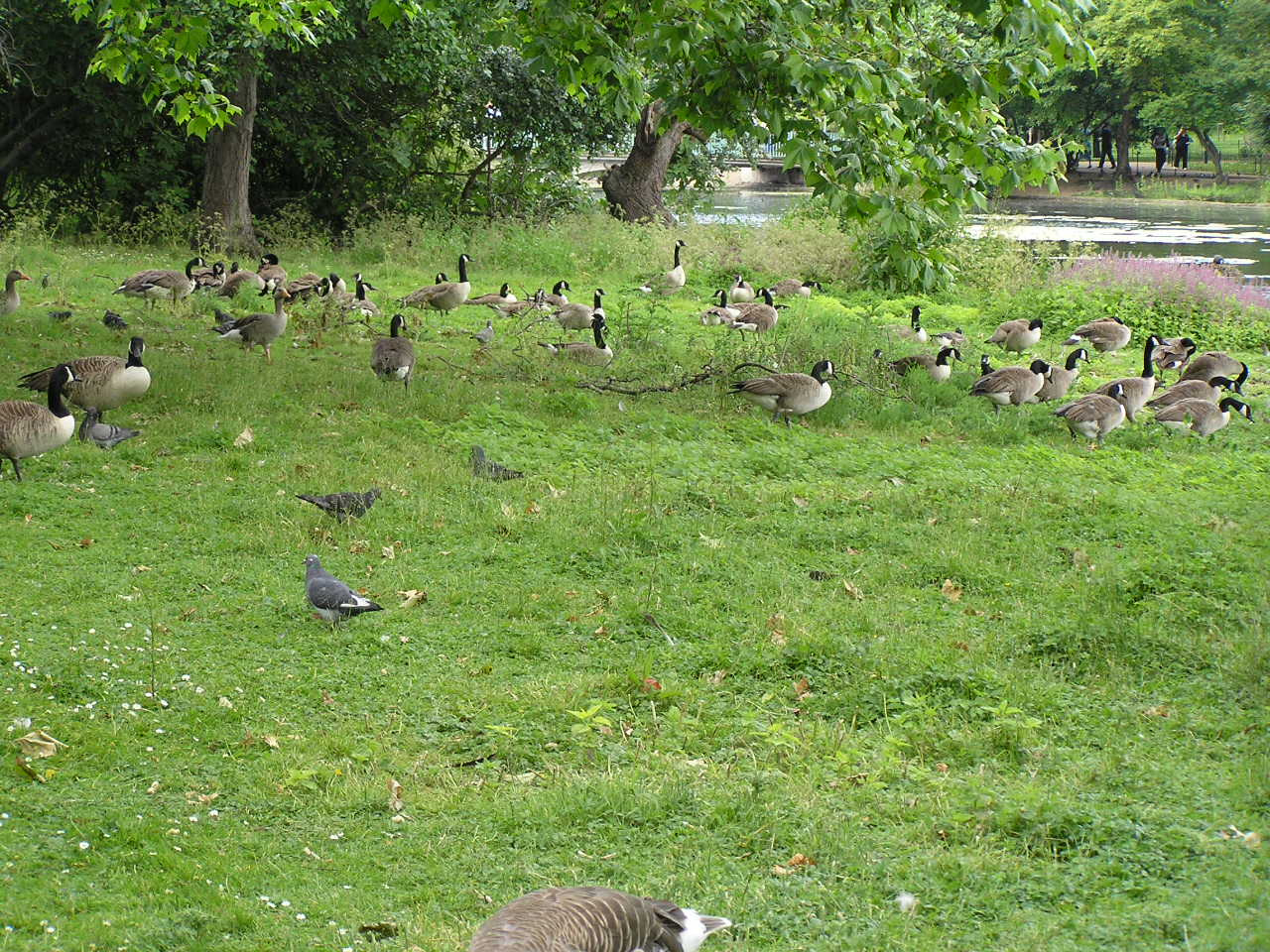 London 055 St. James park