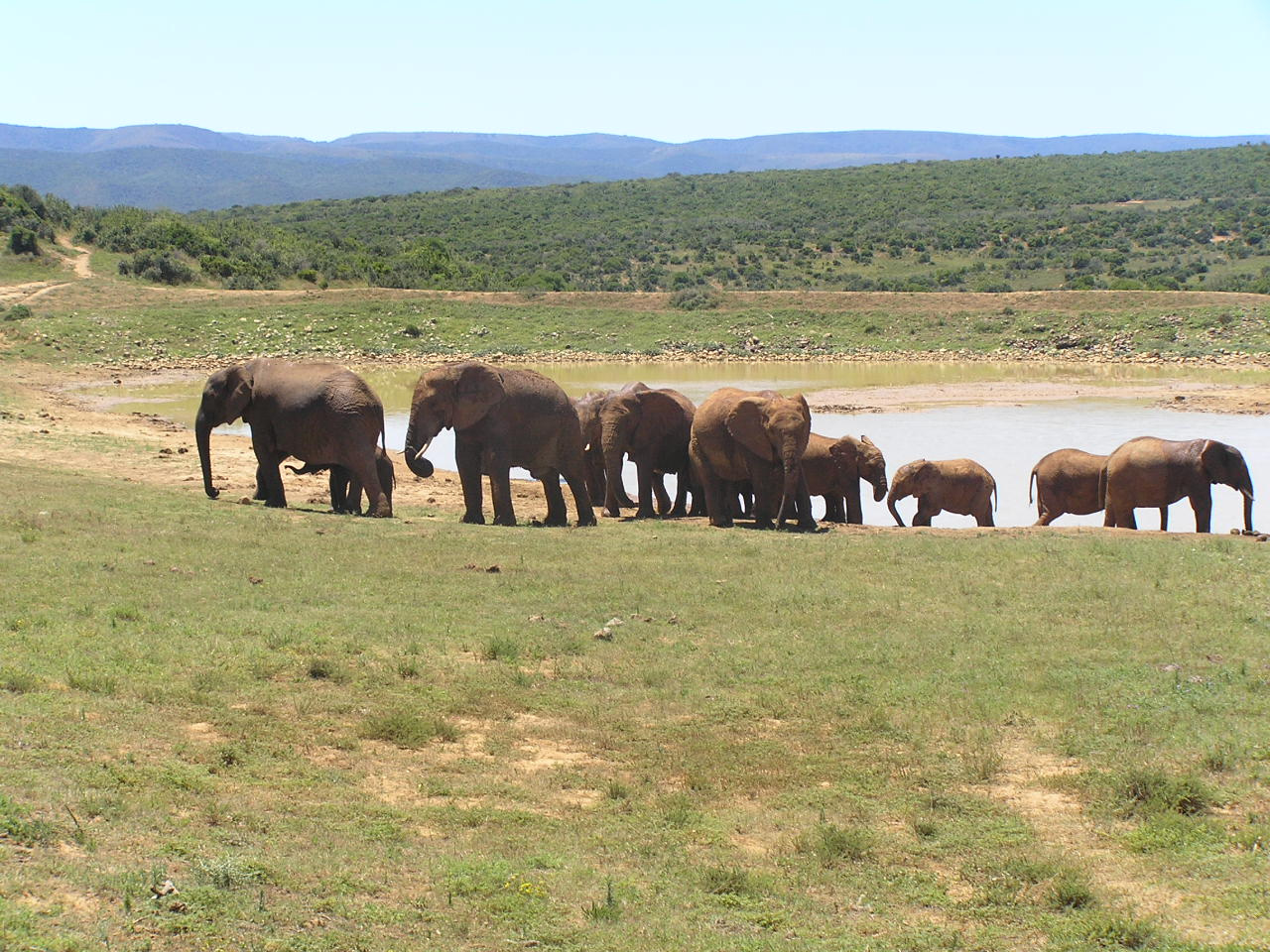 489 Addo Elefántpark