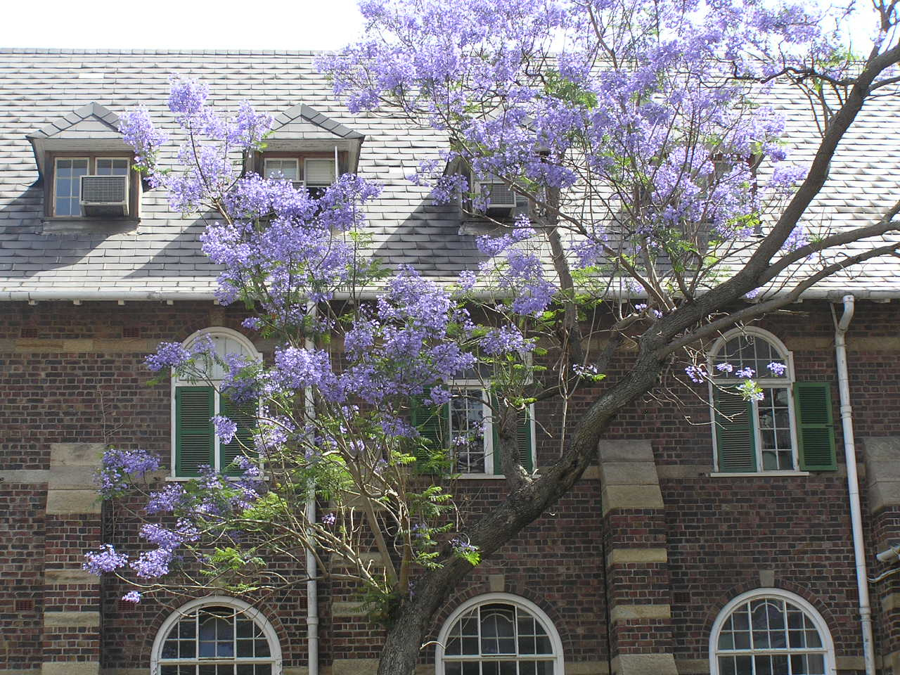 077 Cape Town Jacaranda fa