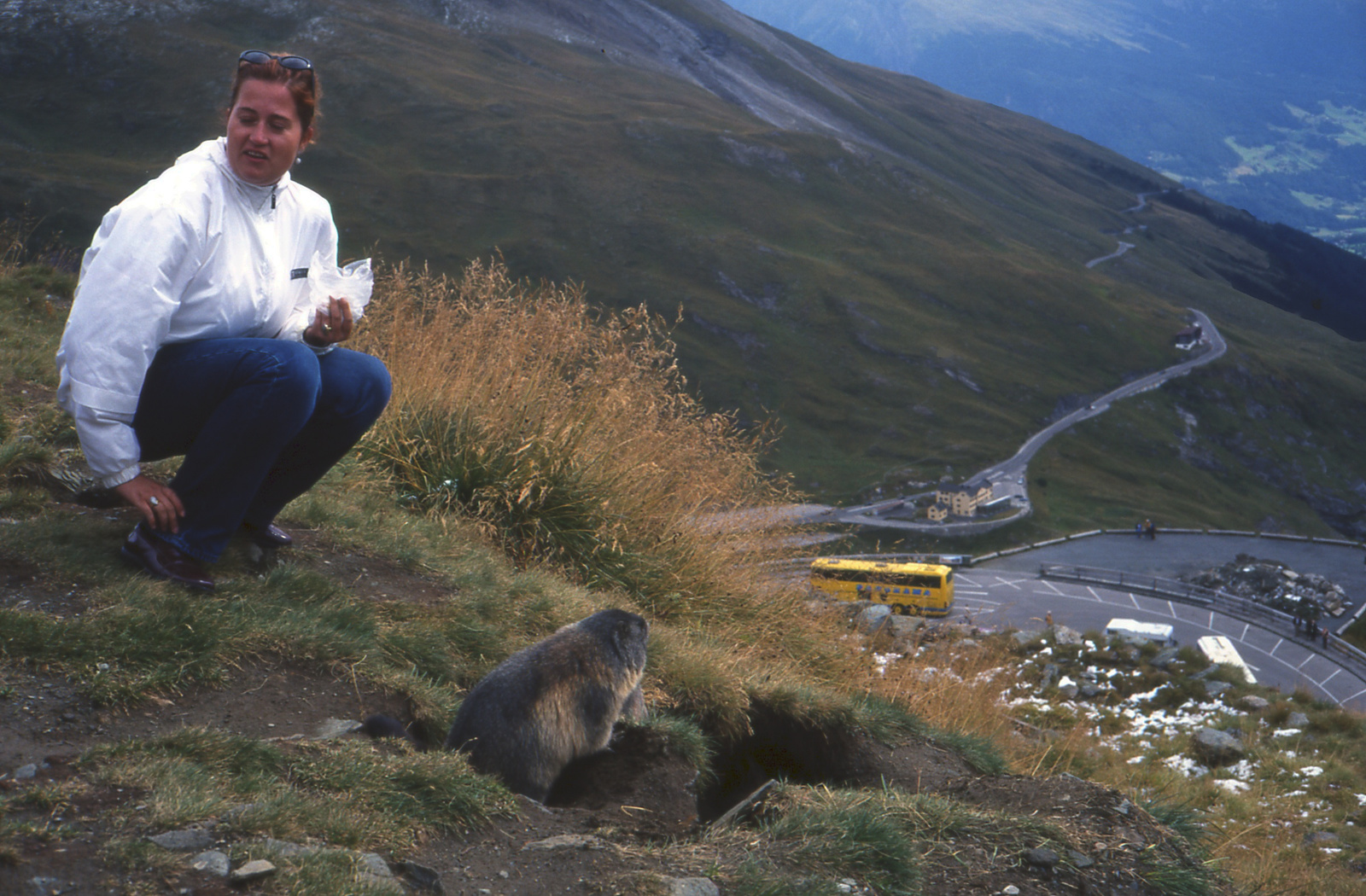 258 Grossglockner mormota