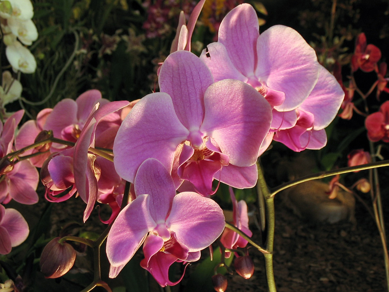 orchidea 048