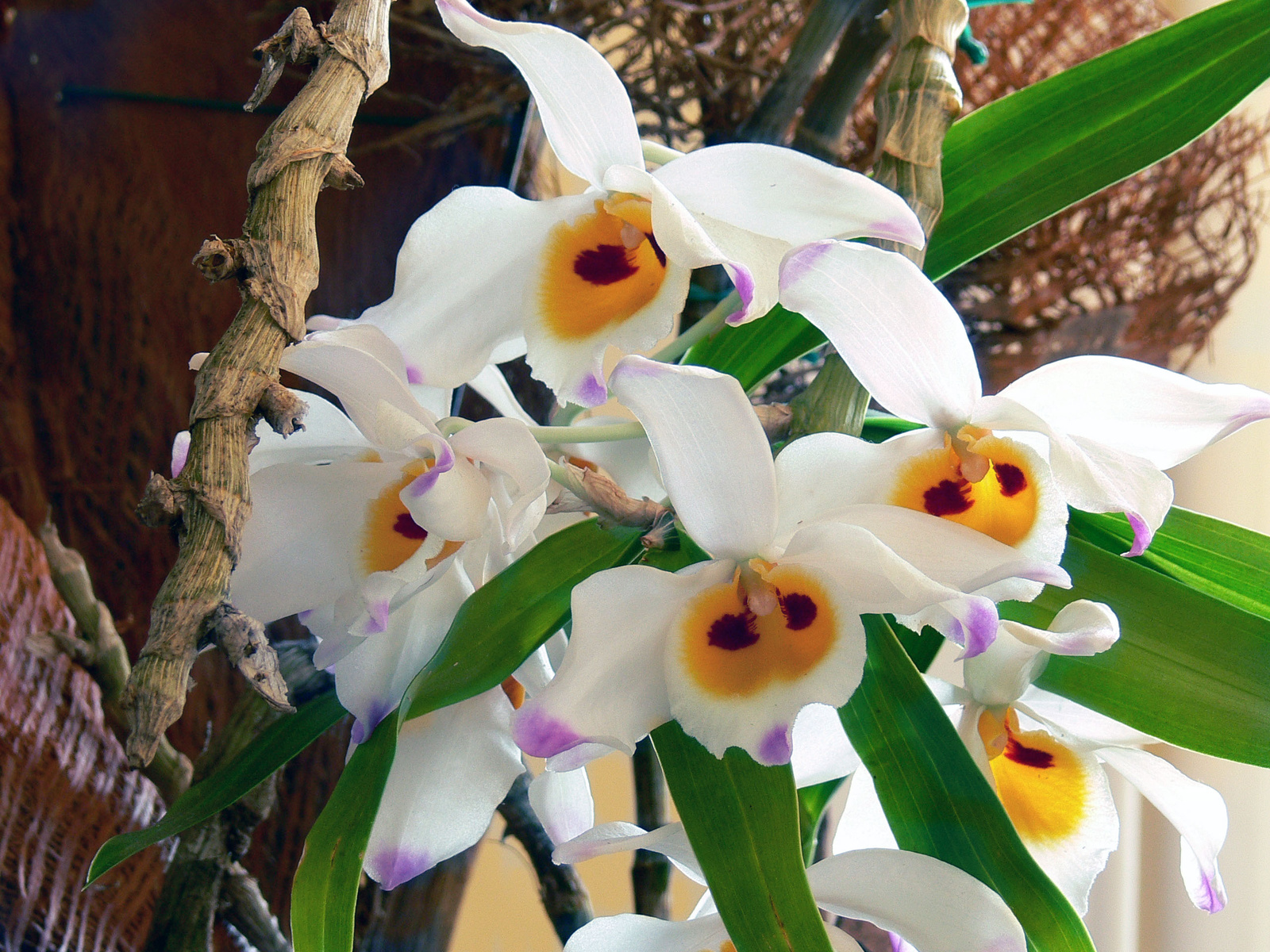 orchidea 045