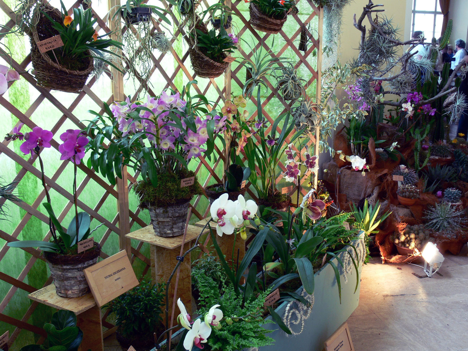 orchidea kiállítás 2008