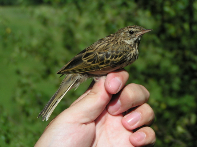 Erdei pityer (Anthus trivialis) fiatal