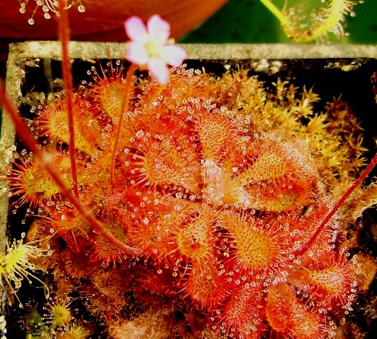 drosera 001