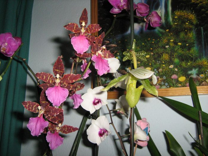 orchideáim...