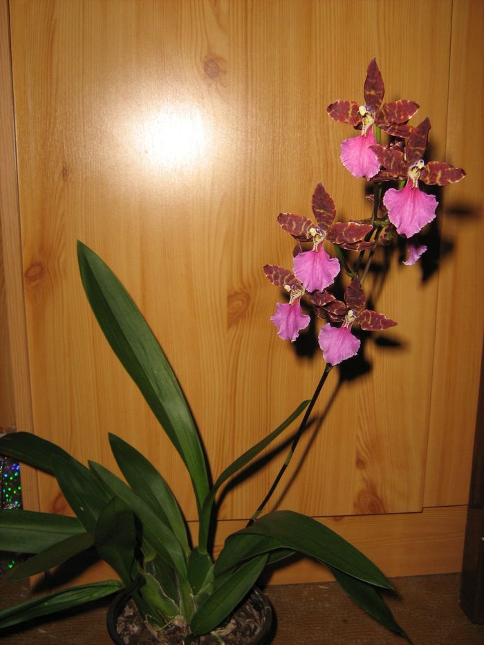 Odontoglossum 'Violetta von Holm'