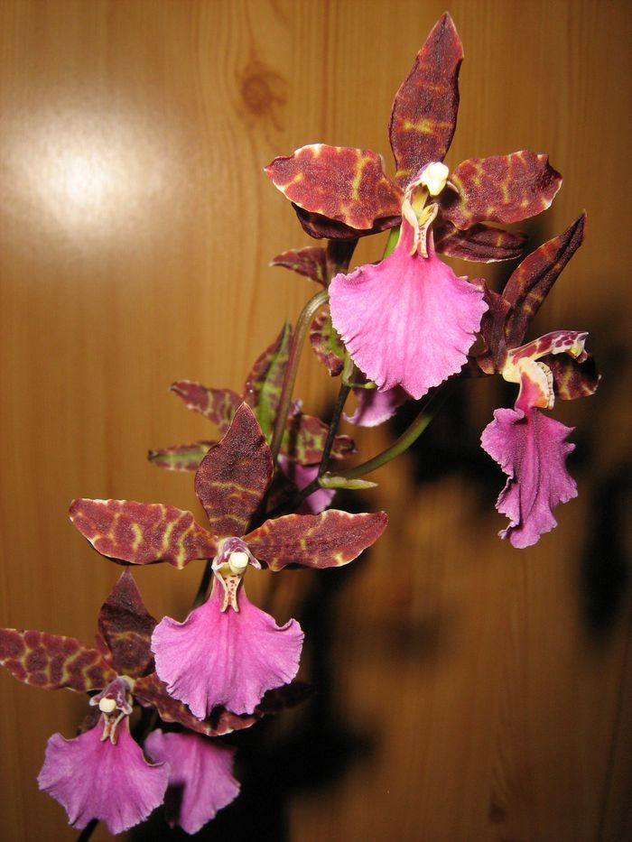 Odontoglossum 'Violetta von Holm'