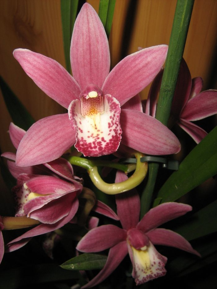 Cymbidium Red Beauty "Evening Star"