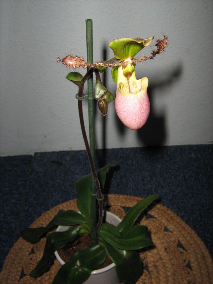 Paphiopedilum 'liemianum'