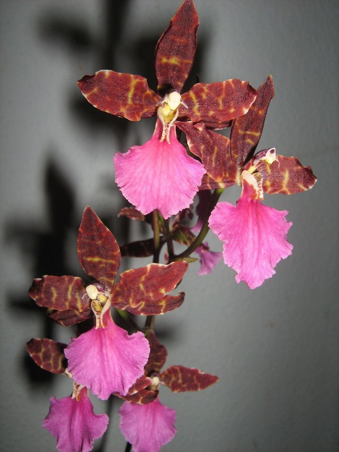 Odontoglossum 'Violetta von Holm'