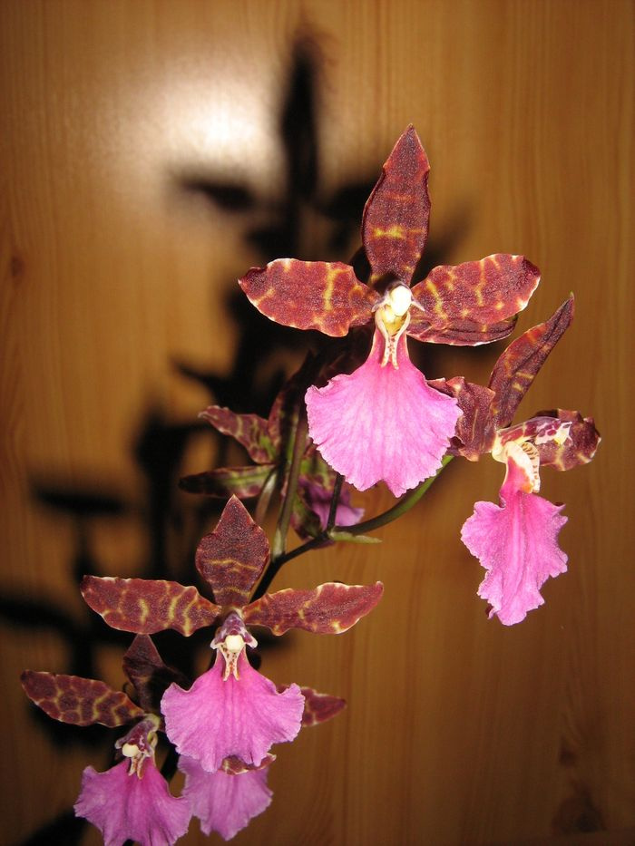 Odontoglossum 'Violetta von Holm'