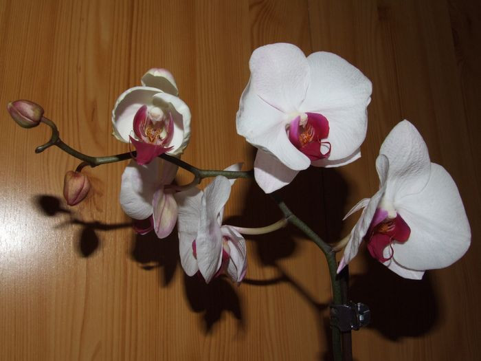 Doritaenopsis City Girl ‘Madonna’