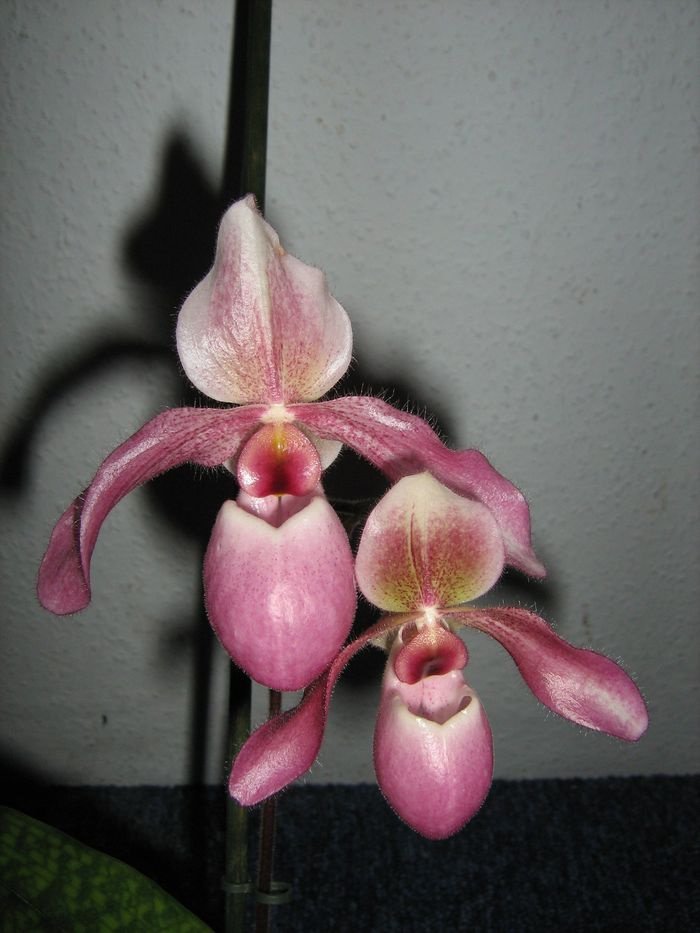 Paphiopedilum 'Gina Short'