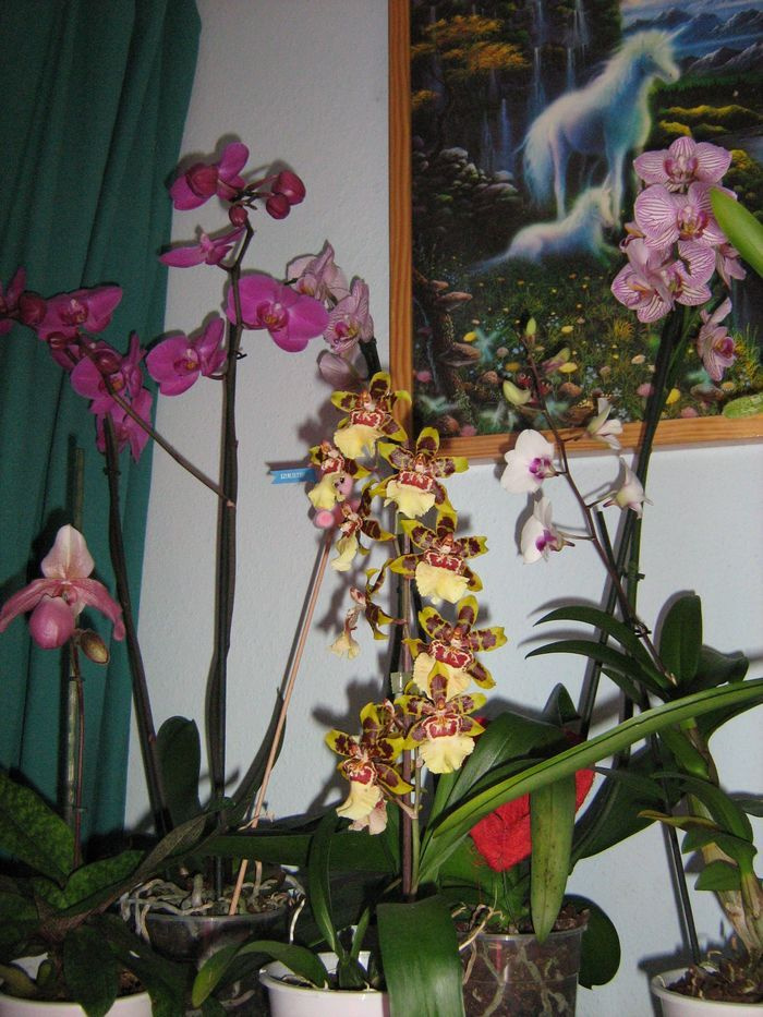 orchideáim...