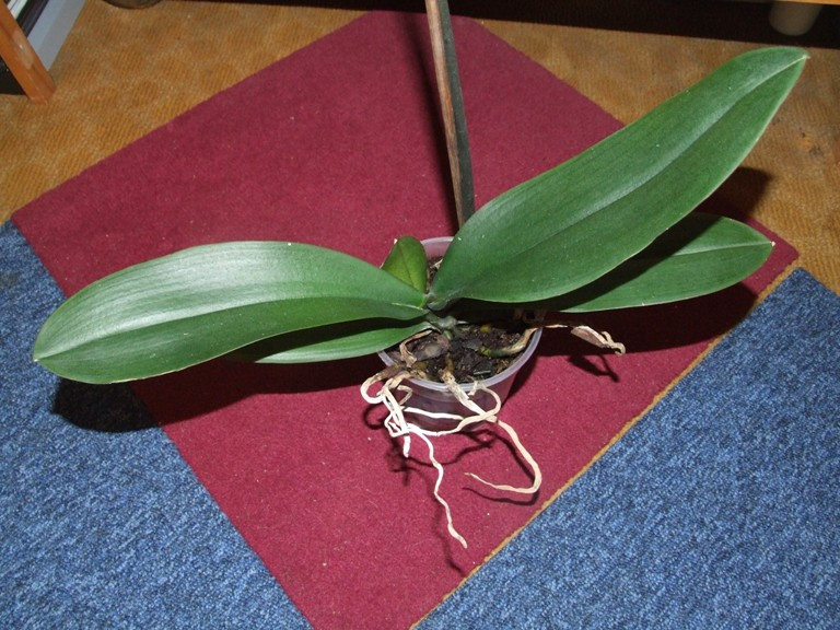 Phalaenopsis 'Brother Little Spotty' levelek