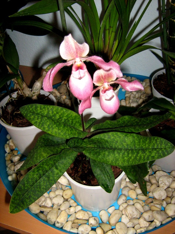 Paphiopedilum 'Gina Short'