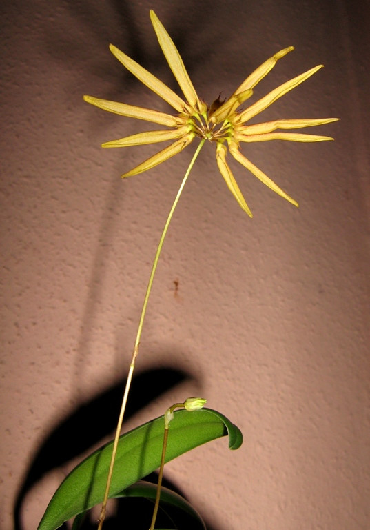 Bulbophyllum makoyanum