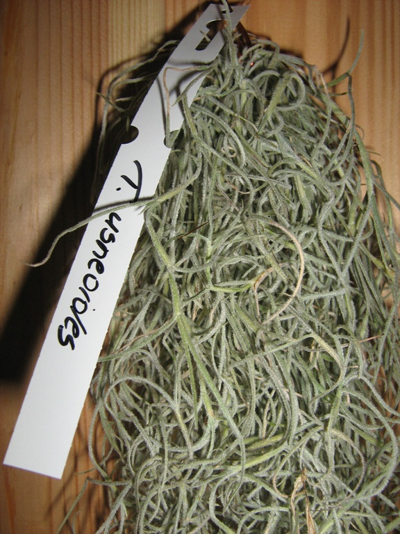 Tillandsia usneoides