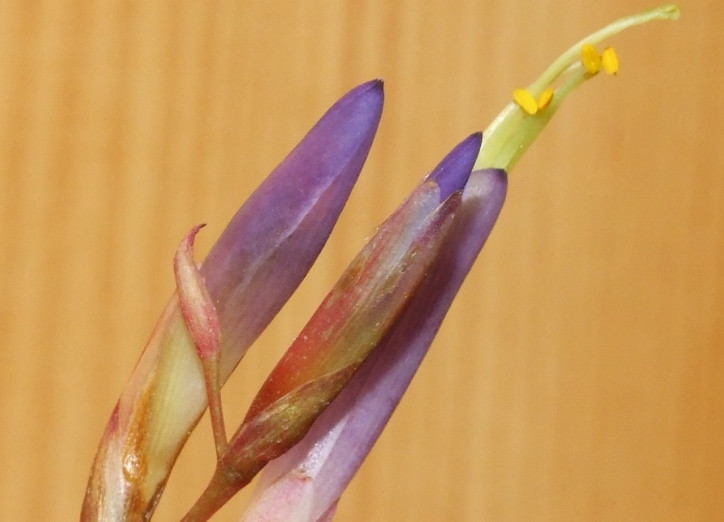 Tillandsia fuchsii 'gracilis'