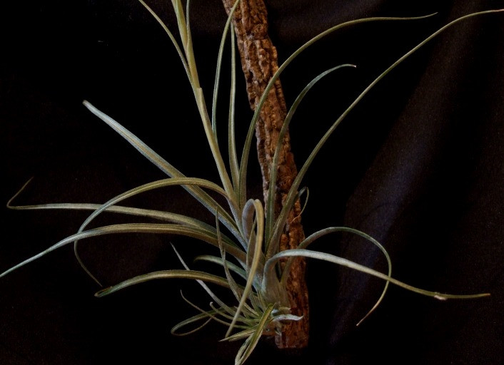 Tillandsia aeranthos