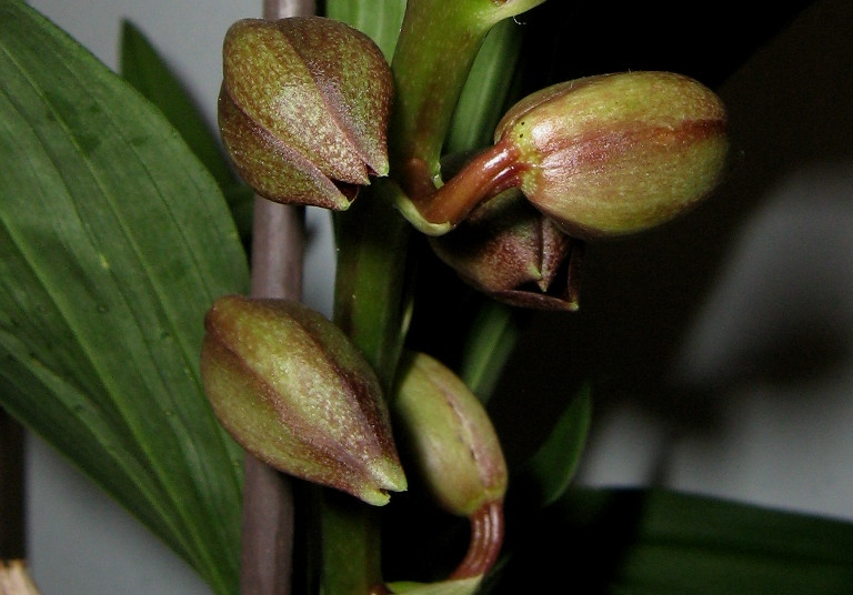 Catasetum tennabrosum