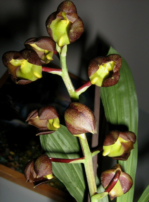 Catasetum tennabrosum