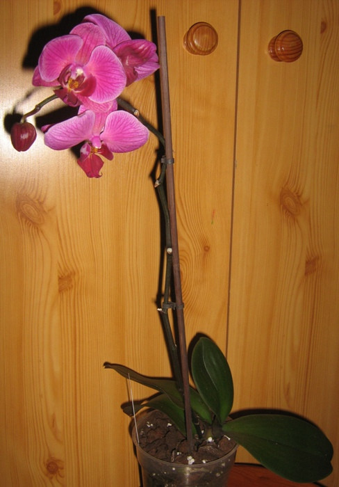 Phalaenopsis